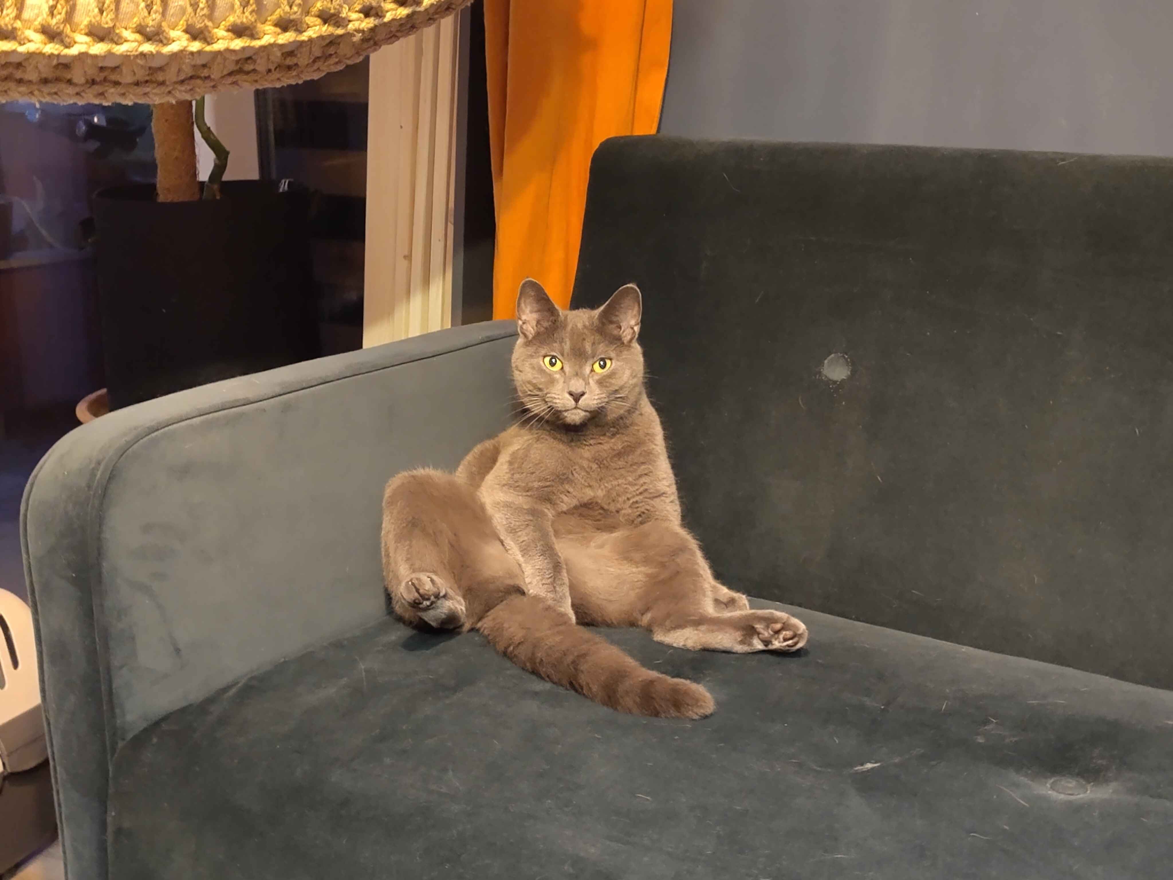 Katze 1