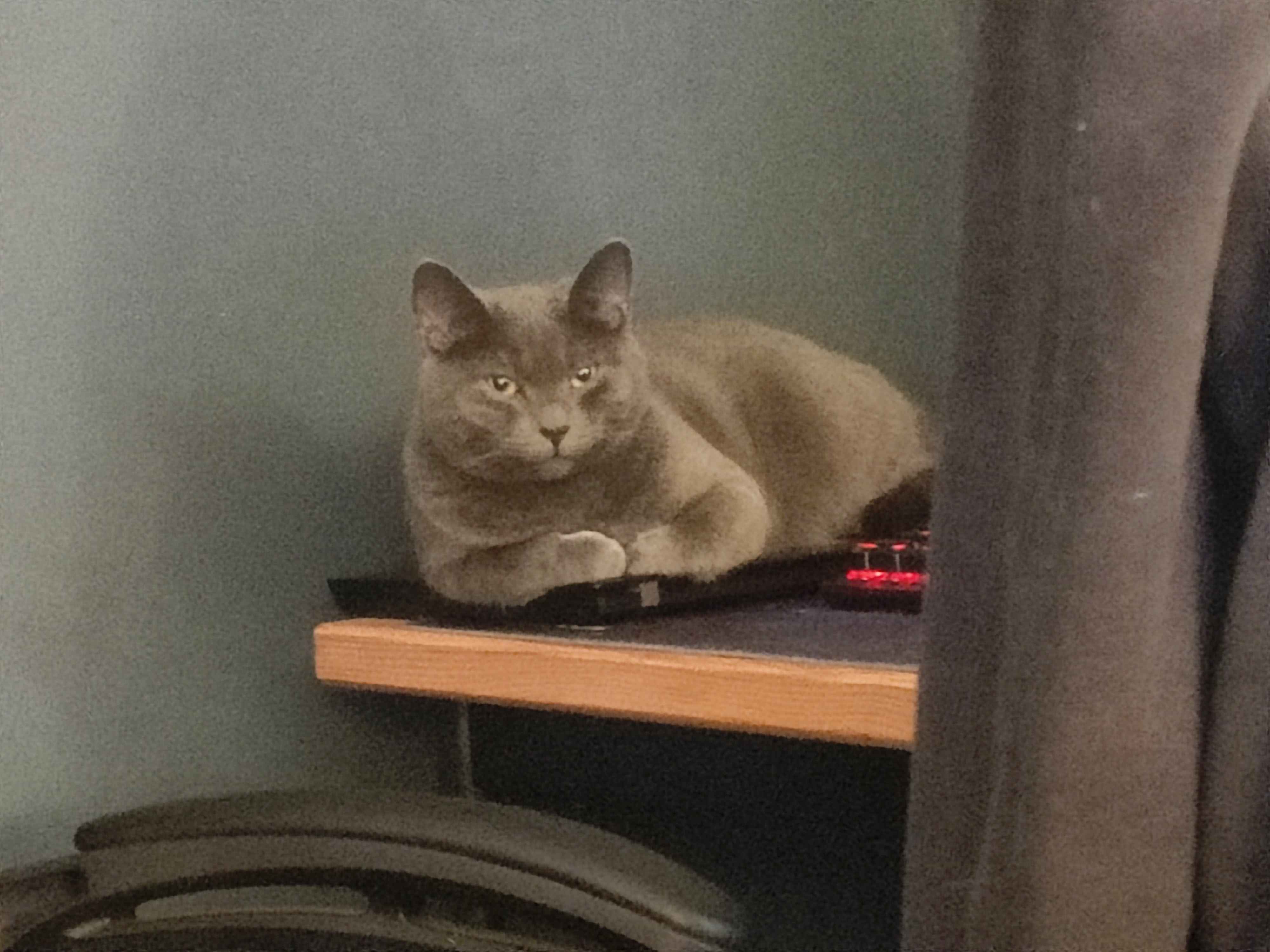 Katze 3
