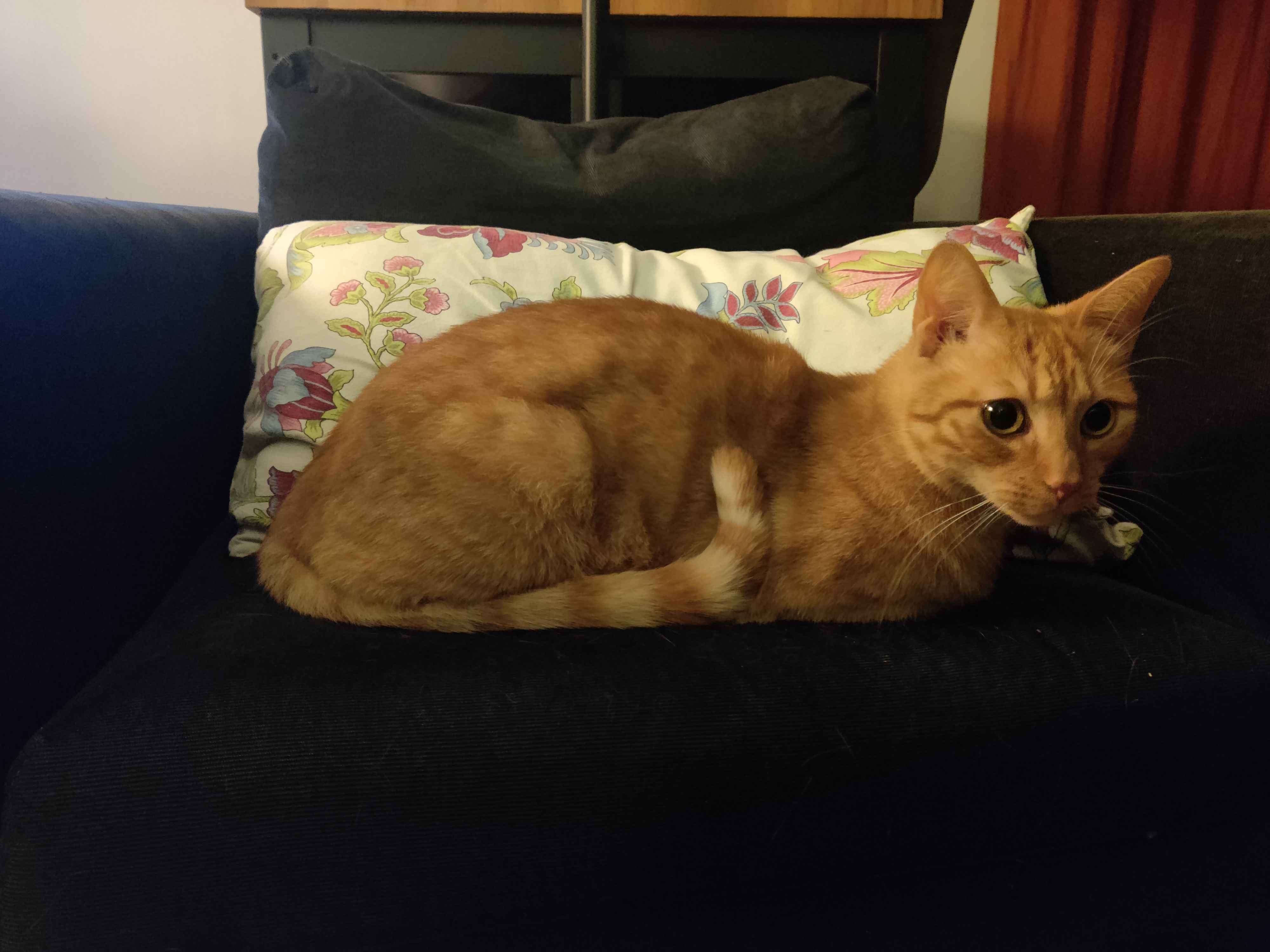 Katze 4