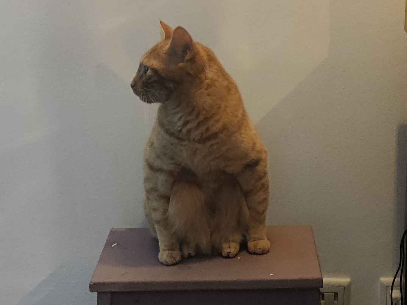 Katze 2